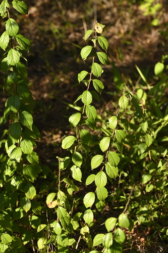 Prunus japonica, photograph 6