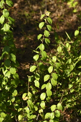 Prunus japonica, photograph 曾昱承 Yu-Cheng Zeng, CC BY, iNaturalist via GBIF