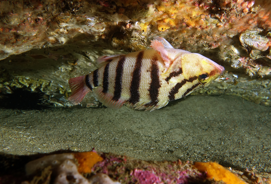 Red-Banded Sea-Perch