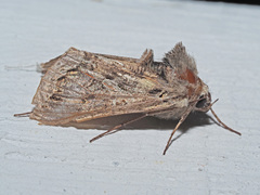 Cornutiplusia circumflexa