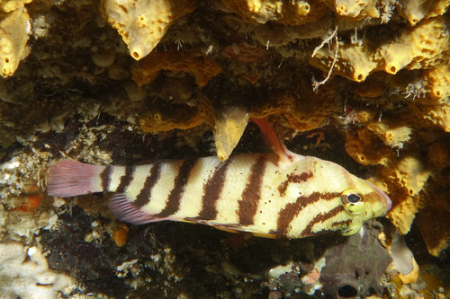 Banded seaperch (Hypoplectrodes annulatus) — Serranidae — 4
