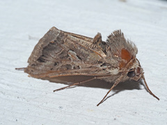 Cornutiplusia circumflexa