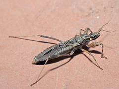 Oncocephalus annulipes