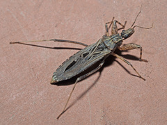 Oncocephalus annulipes