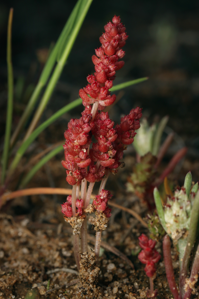 Crassula extrorsa 2