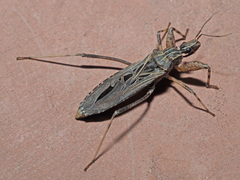 Oncocephalus annulipes