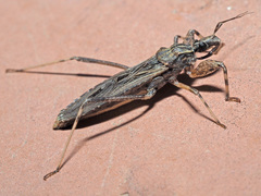 Oncocephalus annulipes