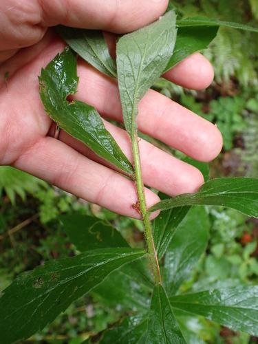 Vara de Oro de Hoja Rugosa Común