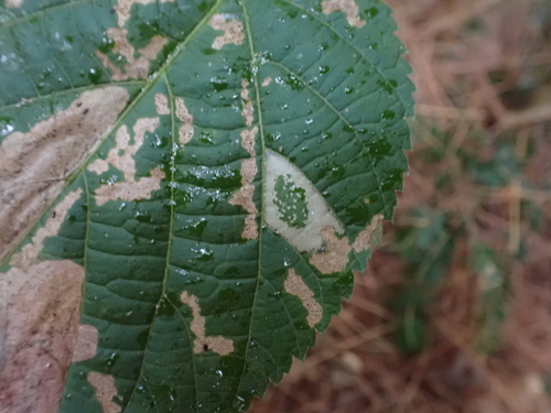 Basswood Miner Moth photo 4