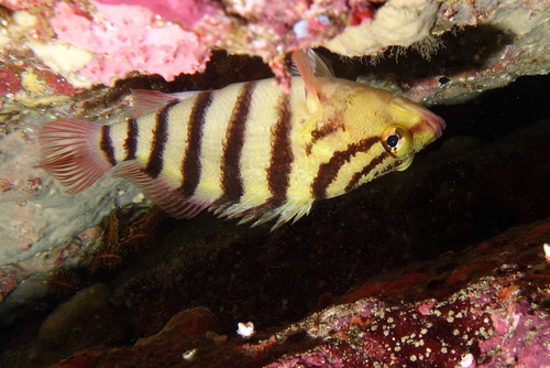 Banded seaperch (Hypoplectrodes annulatus) — Serranidae — 3