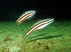 Valenciennea helsdingenii