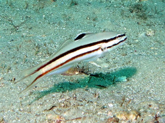 Valenciennea helsdingenii