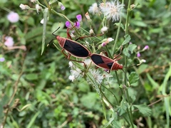 Probergrothius varicornis