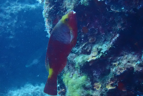 Sparisoma cretense