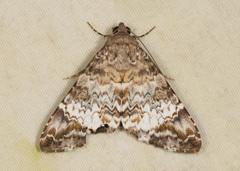 Coenipeta damonia