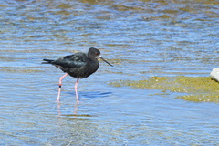 Himantopus novaezelandiae