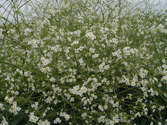 Crambe cordifolia