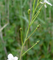 Crambe cordifolia
