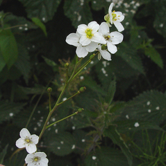 Crambe cordifolia