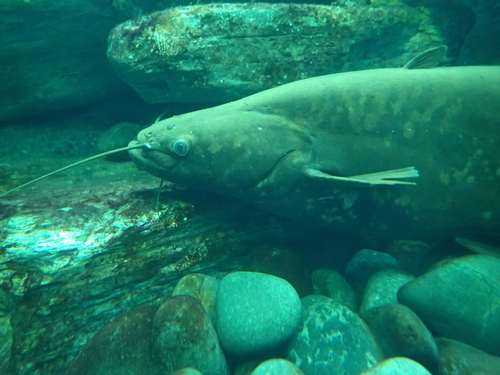 Lake Biwa catfish (Silurus lithophilus) — Siluridae — 5