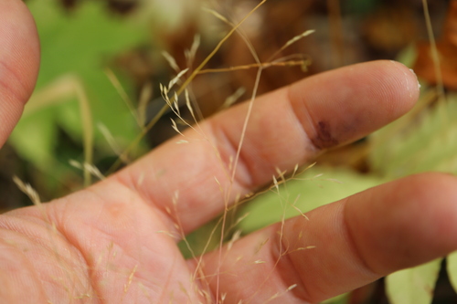 Perennial Bentgrass (Agrostis perennans)