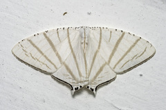 Urapteroides astheniata