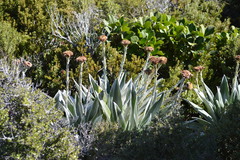 Celmisia semicordata