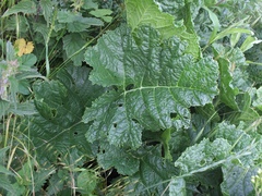 Crambe cordifolia