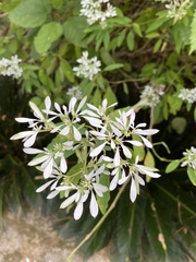 Euphorbia leucocephala
