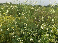 Crambe cordifolia
