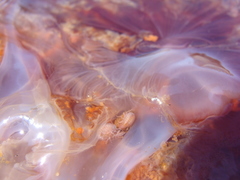 Hyperiidae
