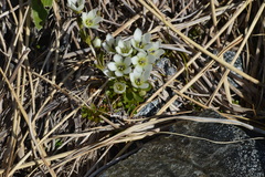 Gentianella grisebachii