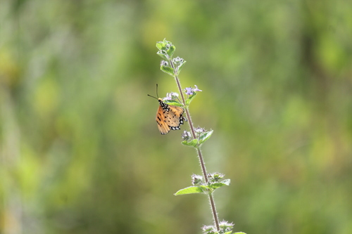 Tawny Coster photo 4