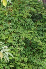 Cardiospermum grandiflorum
