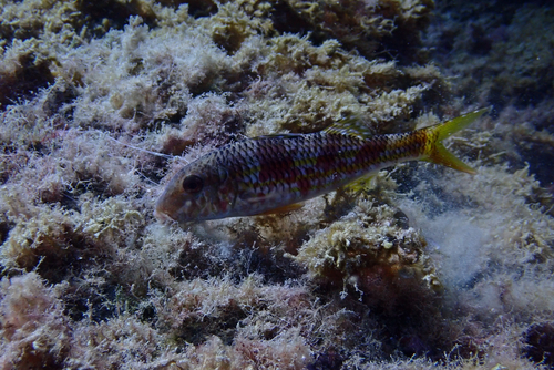 Mullus surmuletus