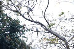 Ocyceros gingalensis