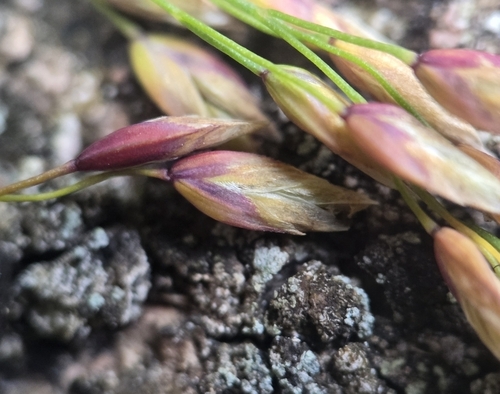 Poa flexuosa observed 2025-07-27