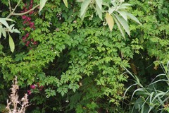Cardiospermum grandiflorum