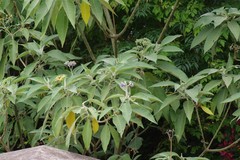 Solanum mauritianum