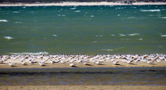 Thalasseus sandvicensis