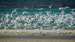 Thalasseus sandvicensis