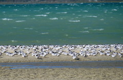 Thalasseus sandvicensis