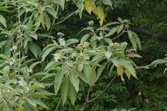 Solanum mauritianum