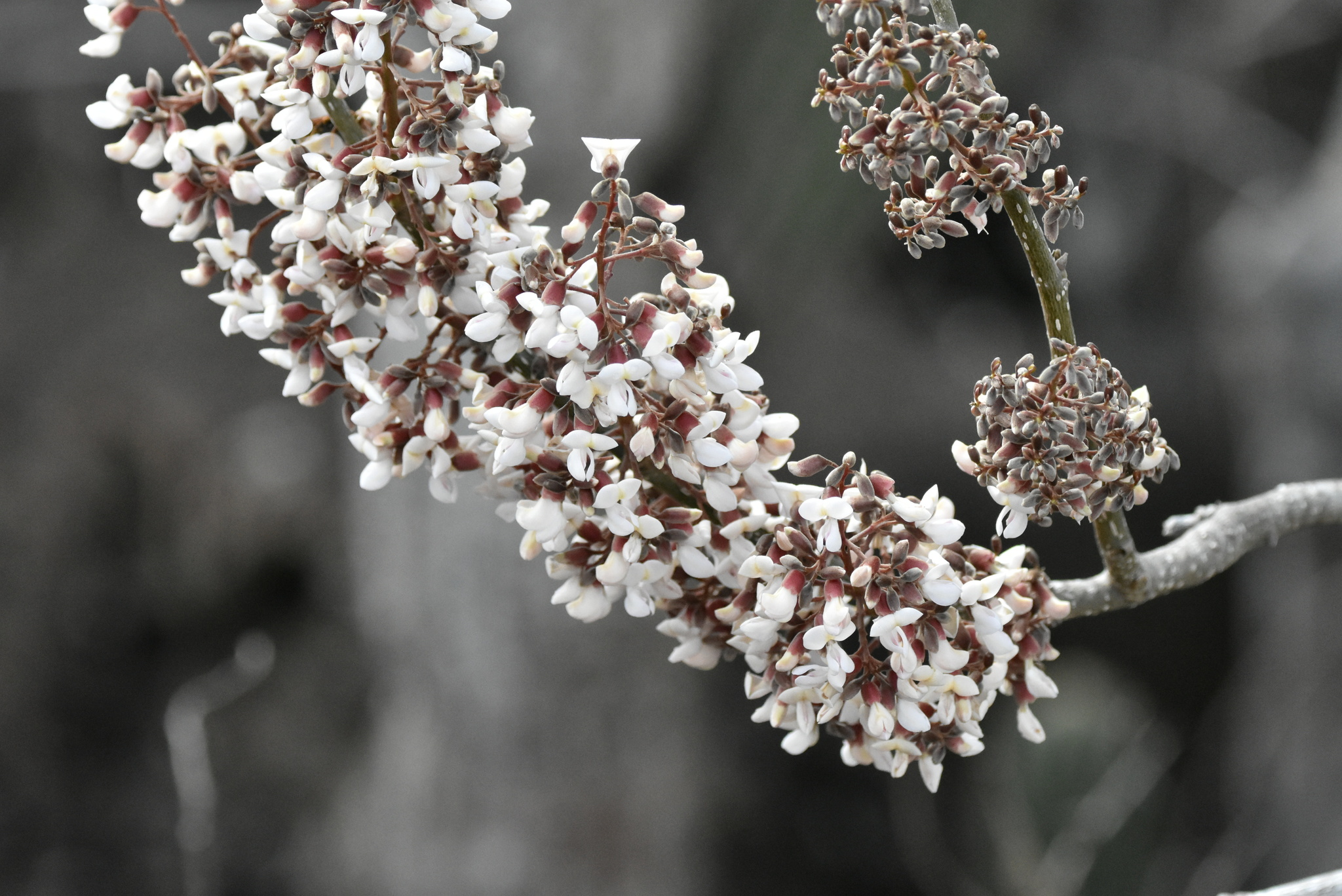 Piscidia carthagenensis