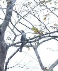 Ocyceros gingalensis