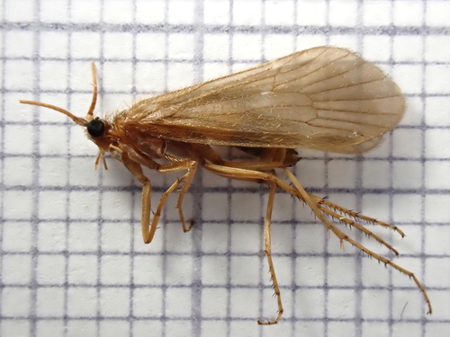 Drusus annulatus
