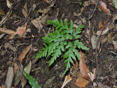 Image of Sceptridium formosanum by (c) Jacy Chen, some rights reserved (CC BY)