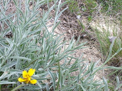 Psephellus trinervius