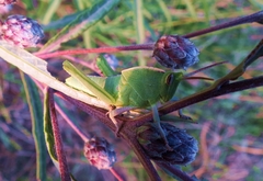 Staleochlora viridicata