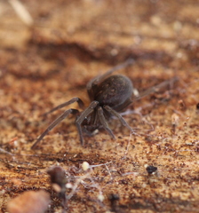 Phyxelididae